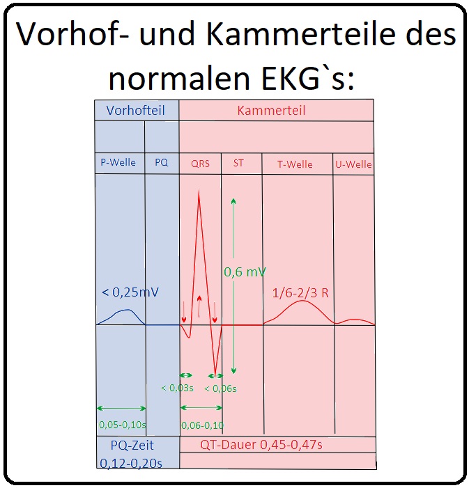 1045 Vorhof  und Kammeranteile des normalen EKG`s